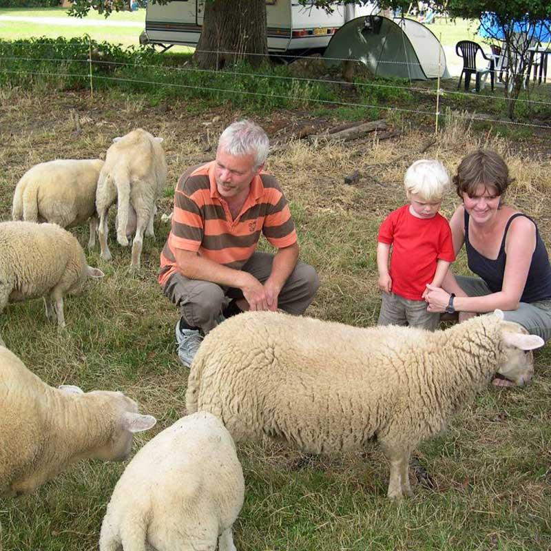 schapen aaien
